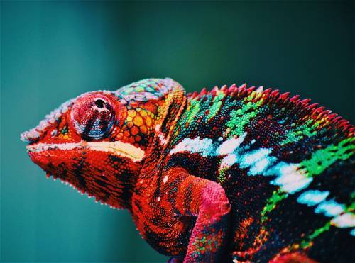 animal_blur_chameleon_567540.jpg